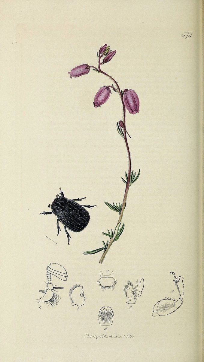 British entomology :.London,Printed for the author,1823-1840 [i.e. 1840].  | Botany "Great Britain" Insects "Pictorial works" | Vintage Print Reproduction 463855