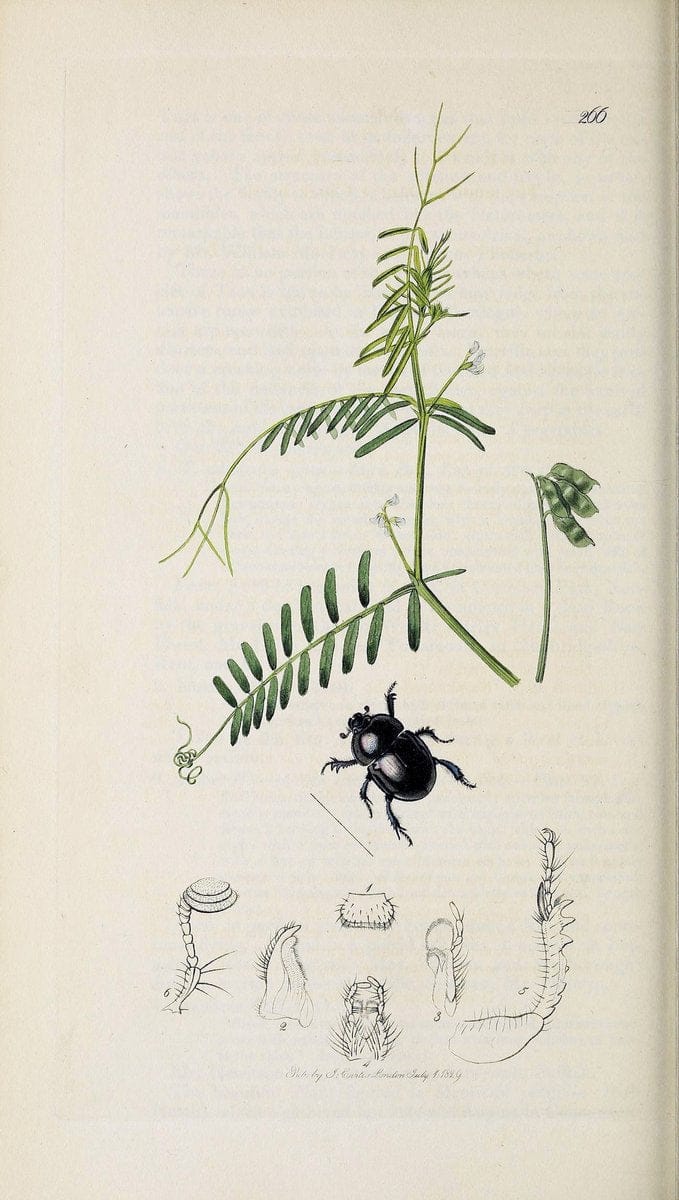 British entomology :.London,Printed for the author,1823-1840 [i.e. 1840].  | Botany "Great Britain" Insects "Pictorial works" | Vintage Print Reproduction 463856