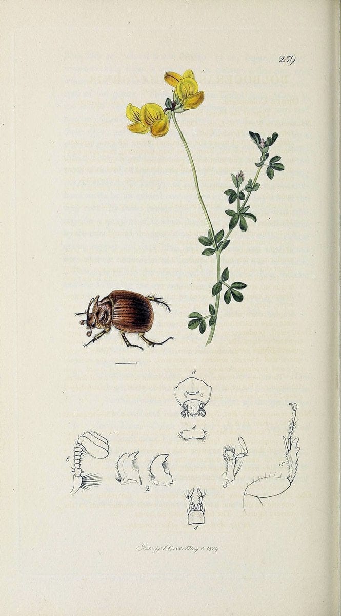 British entomology :.London,Printed for the author,1823-1840 [i.e. 1840].  | Botany "Great Britain" Insects "Pictorial works" | Vintage Print Reproduction 463857