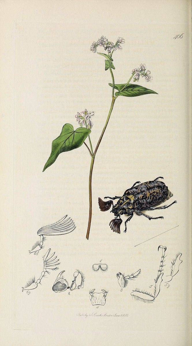 British entomology :.London,Printed for the author,1823-1840 [i.e. 1840].  | Botany "Great Britain" Insects "Pictorial works" | Vintage Print Reproduction 463858