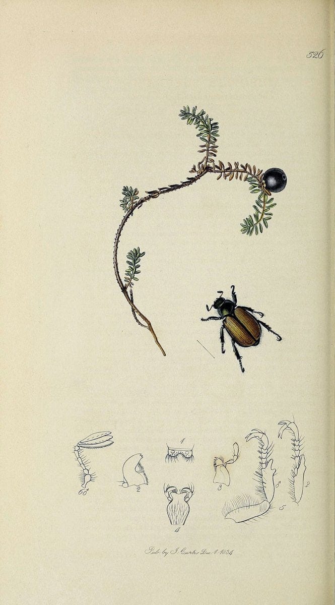 British entomology :.London,Printed for the author,1823-1840 [i.e. 1840].  | Botany "Great Britain" Insects "Pictorial works" | Vintage Print Reproduction 463859