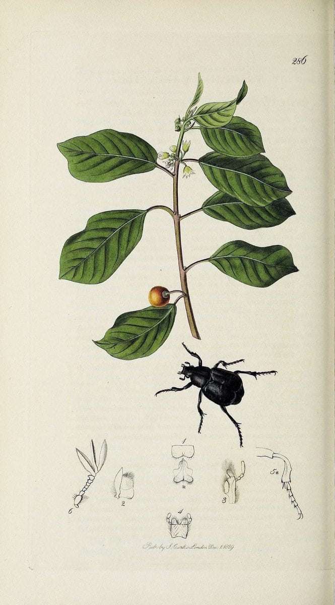 British entomology :.London,Printed for the author,1823-1840 [i.e. 1840].  | Botany "Great Britain" Insects "Pictorial works" | Vintage Print Reproduction 463860
