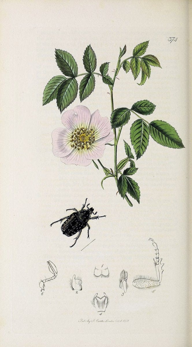 British entomology :.London,Printed for the author,1823-1840 [i.e. 1840].  | Botany "Great Britain" Insects "Pictorial works" | Vintage Print Reproduction 463861
