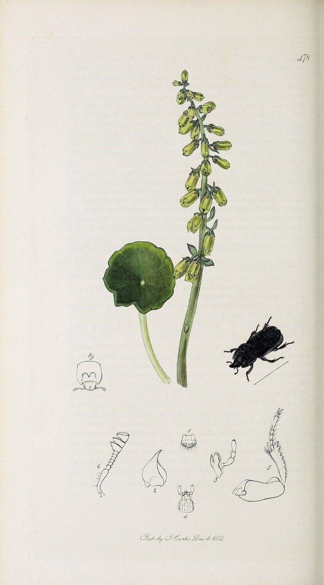 British entomology :.London,Printed for the author,1823-1840 [i.e. 1840].  | Botany "Great Britain" Insects "Pictorial works" | Vintage Print Reproduction 463862