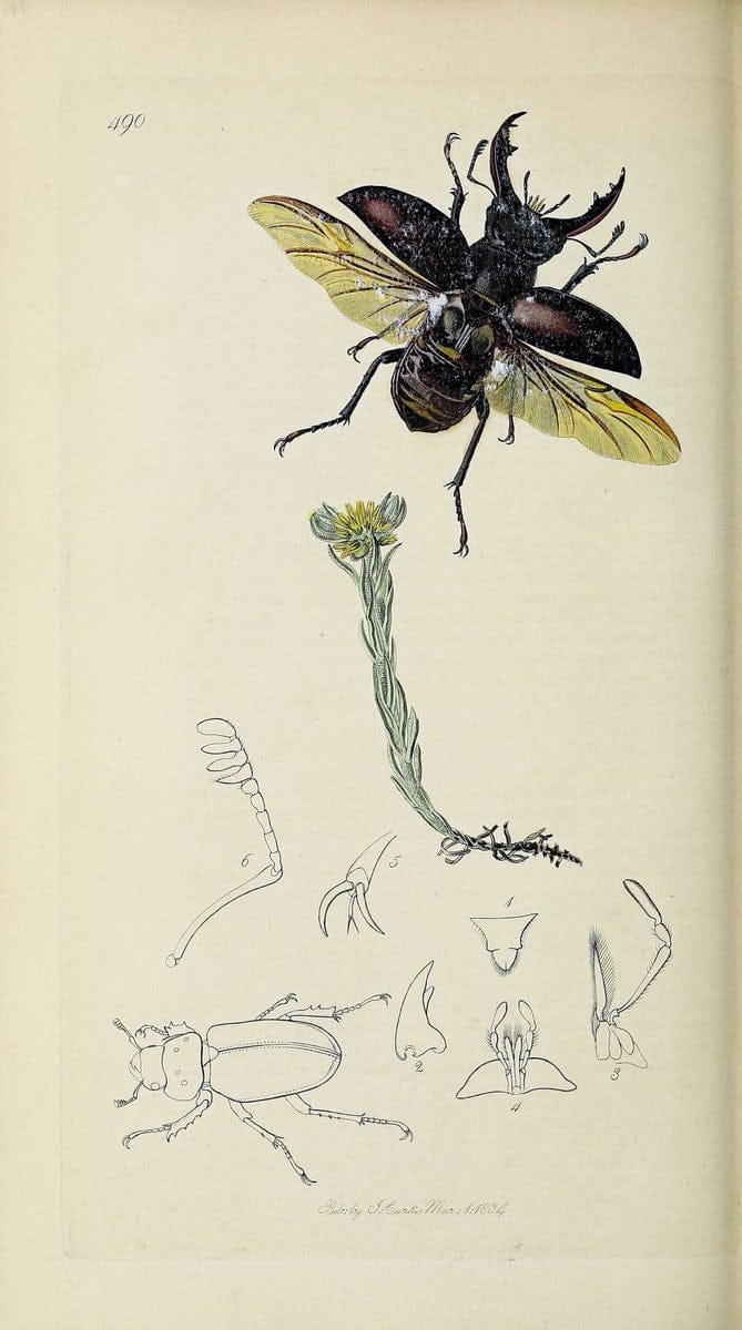 British entomology :.London,Printed for the author,1823-1840 [i.e. 1840].  | Botany "Great Britain" Insects "Pictorial works" | Vintage Print Reproduction 463863