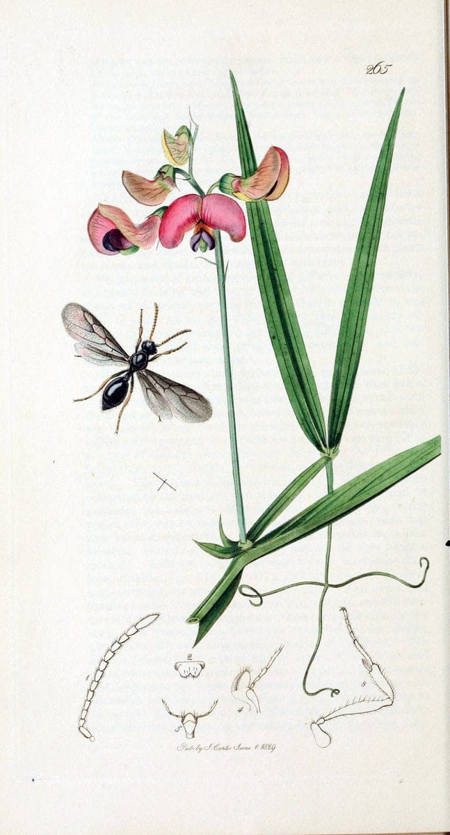 British entomology :.London,Printed for the author,1823-1840 [i.e. 1840].  | Botany "Great Britain" Insects "Pictorial works" | Vintage Print Reproduction 463864