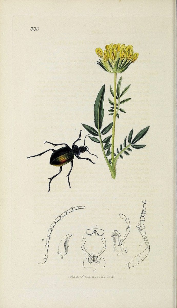 British entomology :.London,Printed for the author,1823-1840 [i.e. 1840].  | Botany "Great Britain" Insects "Pictorial works" | Vintage Print Reproduction 463865