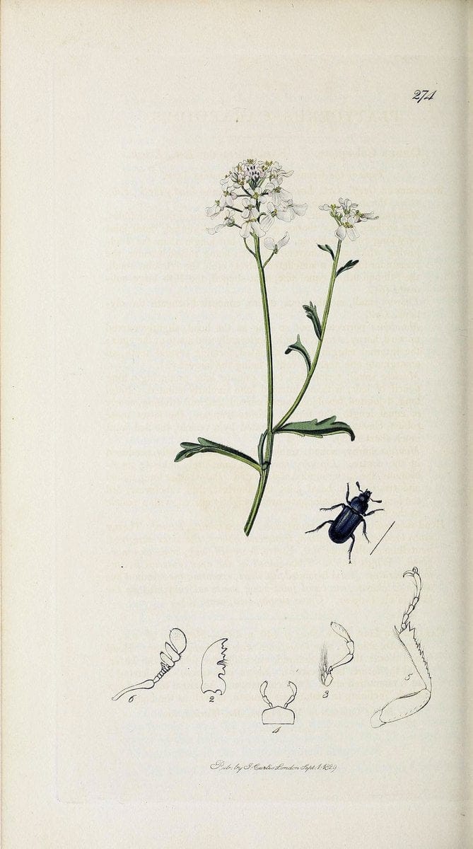 British entomology :.London,Printed for the author,1823-1840 [i.e. 1840].  | Botany "Great Britain" Insects "Pictorial works" | Vintage Print Reproduction 463866