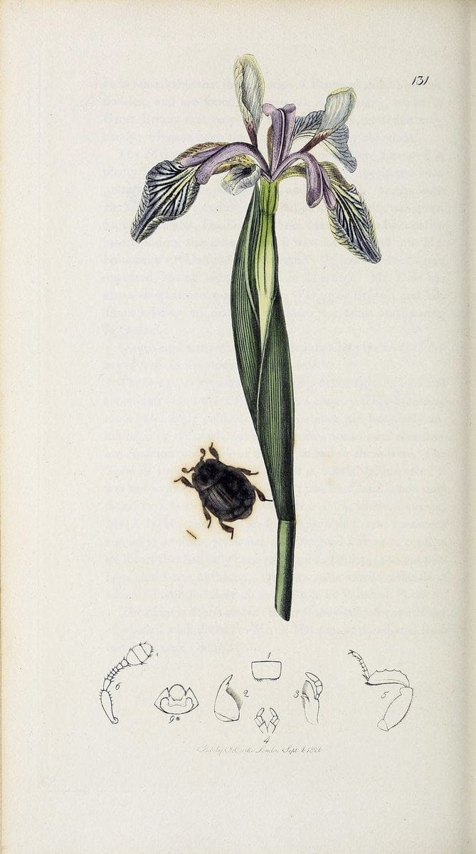 British entomology :.London,Printed for the author,1823-1840 [i.e. 1840].  | Botany "Great Britain" Insects "Pictorial works" | Vintage Print Reproduction 463867