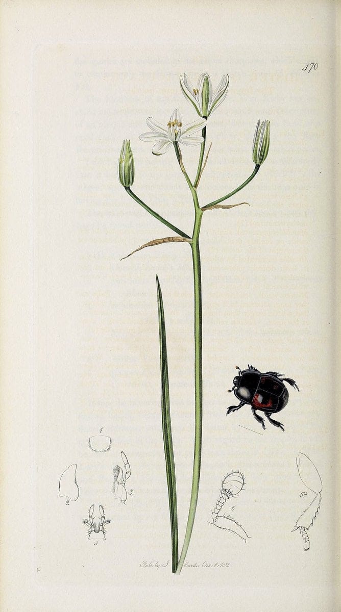 British entomology :.London,Printed for the author,1823-1840 [i.e. 1840].  | Botany "Great Britain" Insects "Pictorial works" | Vintage Print Reproduction 463868