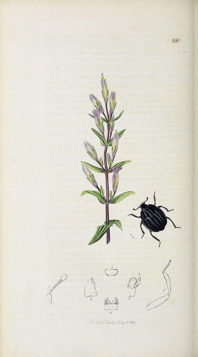 British entomology :.London,Printed for the author,1823-1840 [i.e. 1840].  | Botany "Great Britain" Insects "Pictorial works" | Vintage Print Reproduction 463869