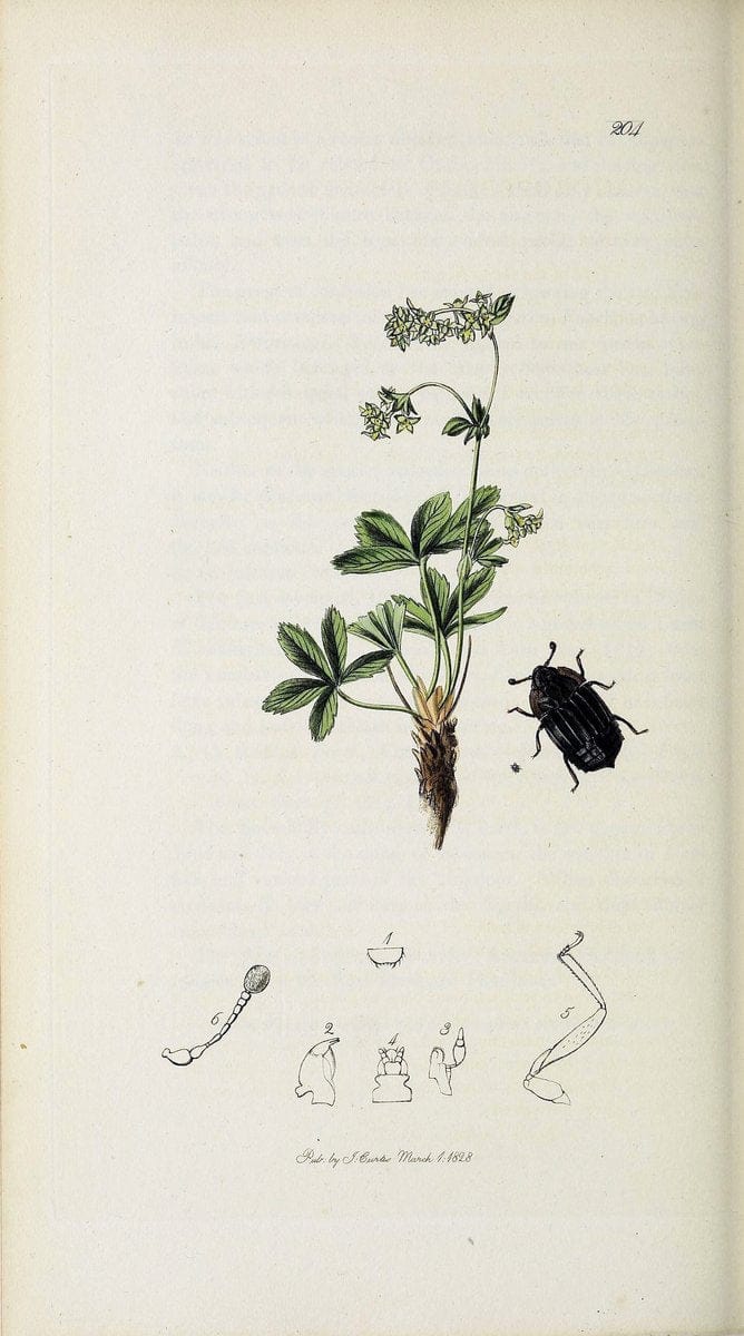 British entomology :.London,Printed for the author,1823-1840 [i.e. 1840].  | Botany "Great Britain" Insects "Pictorial works" | Vintage Print Reproduction 463870