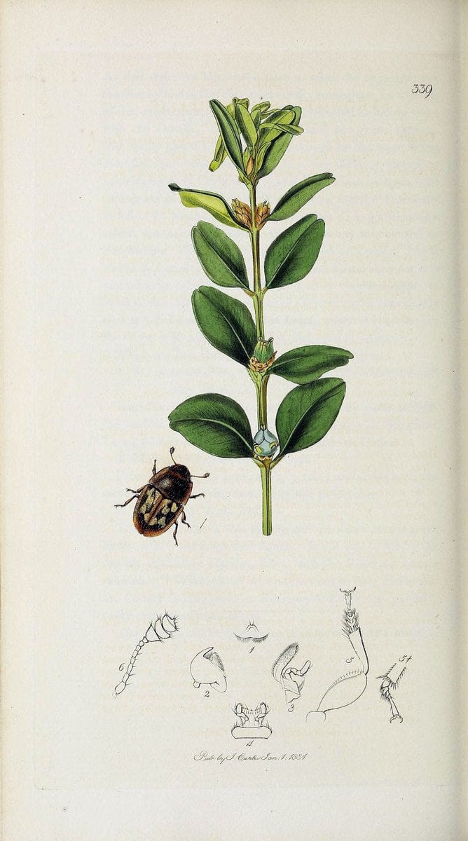 British entomology :.London,Printed for the author,1823-1840 [i.e. 1840].  | Botany "Great Britain" Insects "Pictorial works" | Vintage Print Reproduction 463871