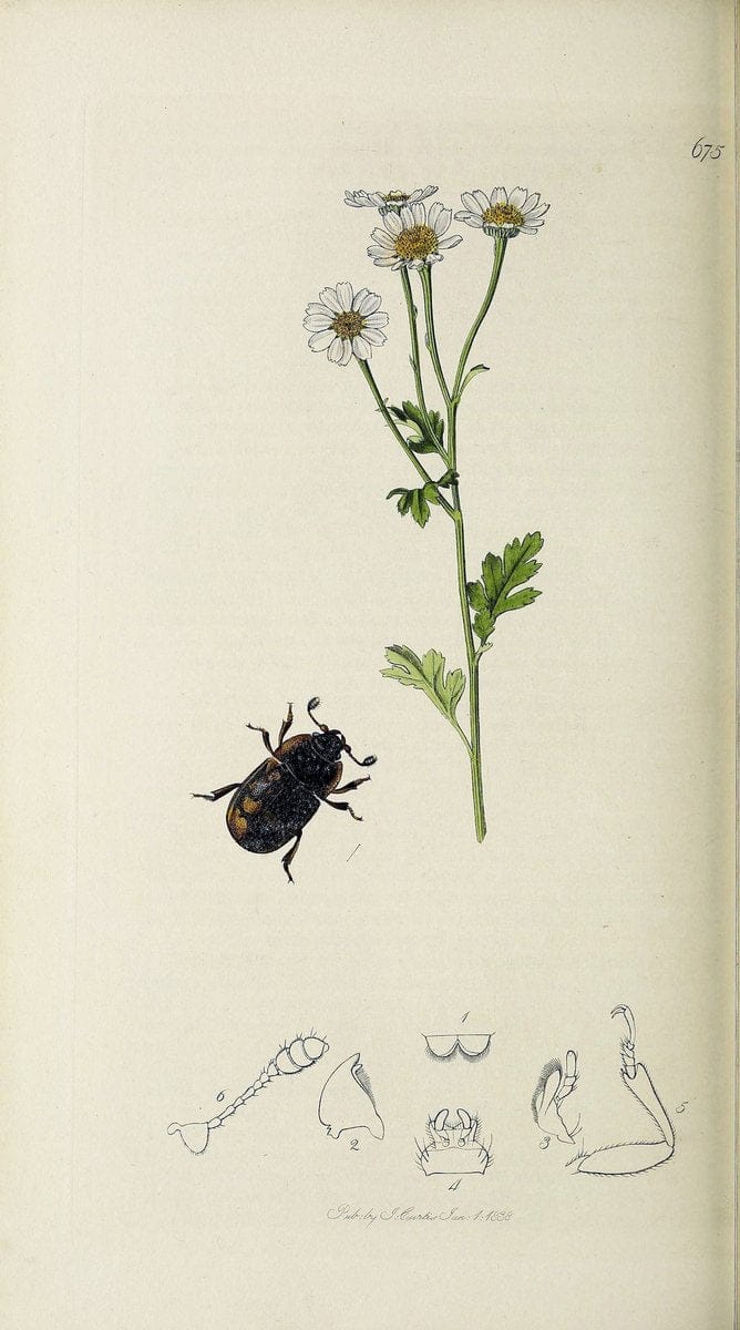 British entomology :.London,Printed for the author,1823-1840 [i.e. 1840].  | Botany "Great Britain" Insects "Pictorial works" | Vintage Print Reproduction 463872