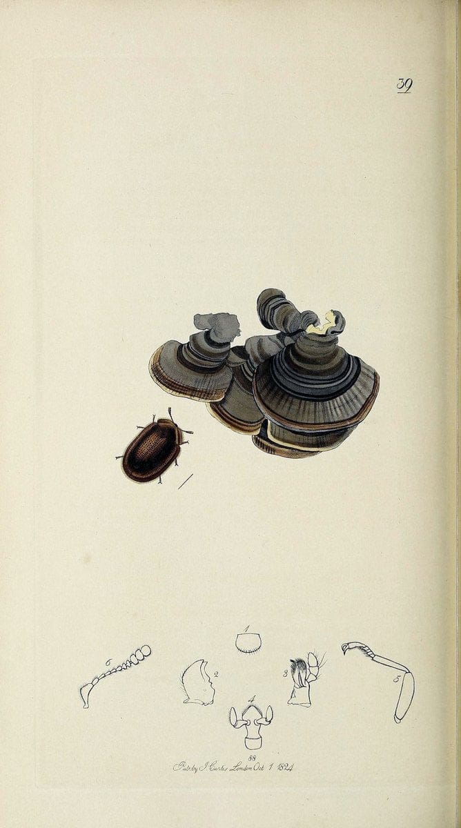 British entomology :.London,Printed for the author,1823-1840 [i.e. 1840].  | Botany "Great Britain" Insects "Pictorial works" | Vintage Print Reproduction 463873