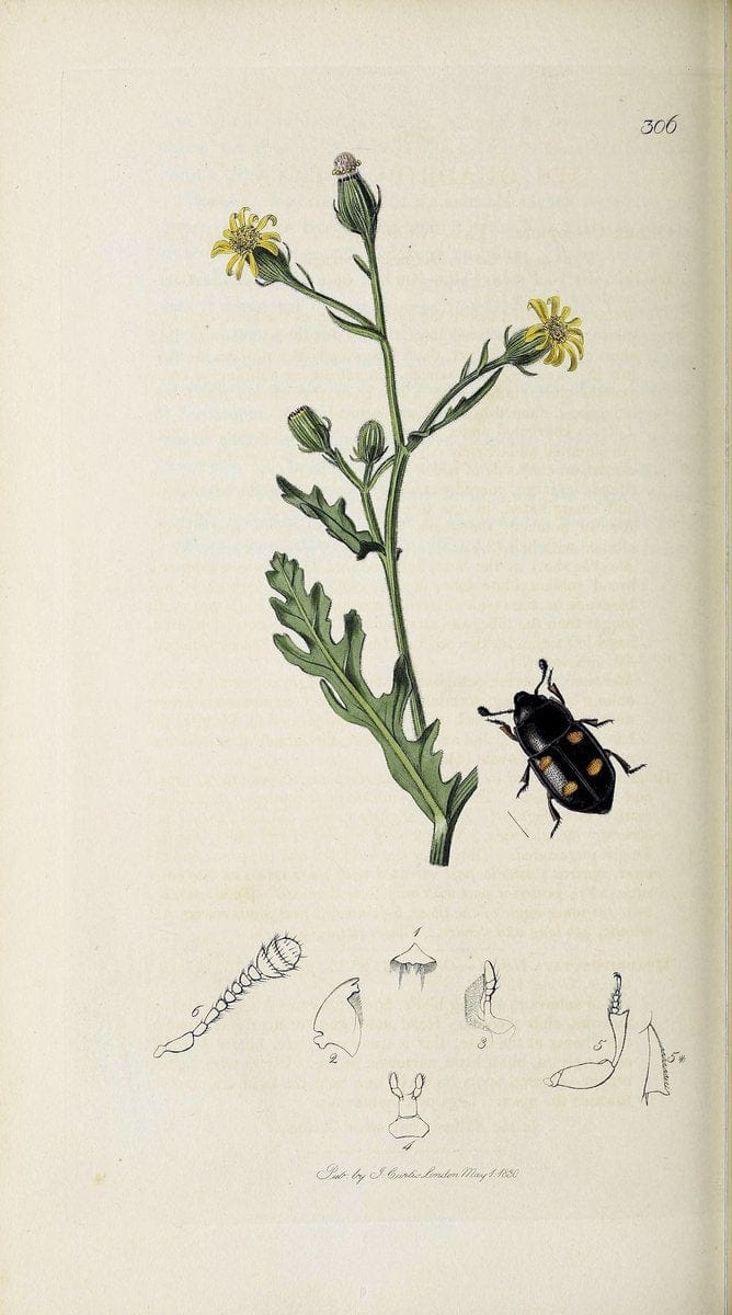 British entomology :.London,Printed for the author,1823-1840 [i.e. 1840].  | Botany "Great Britain" Insects "Pictorial works" | Vintage Print Reproduction 463874