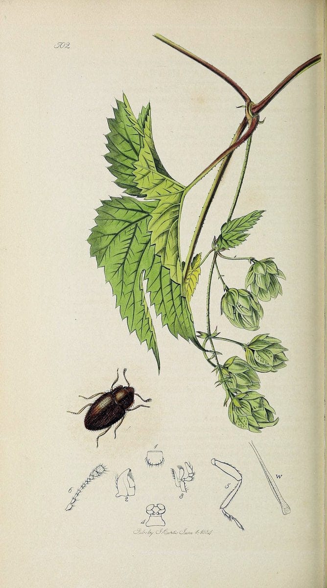 British entomology :.London,Printed for the author,1823-1840 [i.e. 1840].  | Botany "Great Britain" Insects "Pictorial works" | Vintage Print Reproduction 463875