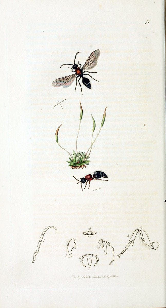 British entomology :.London,Printed for the author,1823-1840 [i.e. 1840].  | Botany "Great Britain" Insects "Pictorial works" | Vintage Print Reproduction 463876