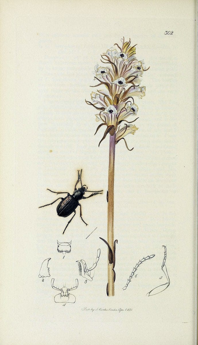 British entomology :.London,Printed for the author,1823-1840 [i.e. 1840].  | Botany "Great Britain" Insects "Pictorial works" | Vintage Print Reproduction 463877