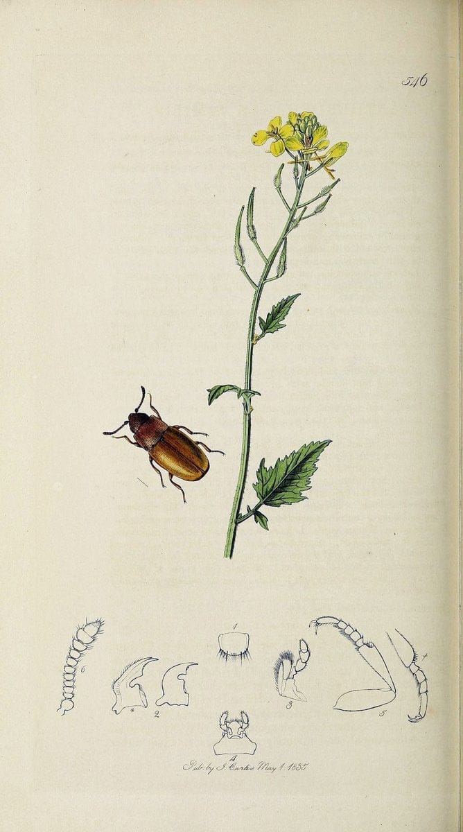 British entomology :.London,Printed for the author,1823-1840 [i.e. 1840].  | Botany "Great Britain" Insects "Pictorial works" | Vintage Print Reproduction 463878