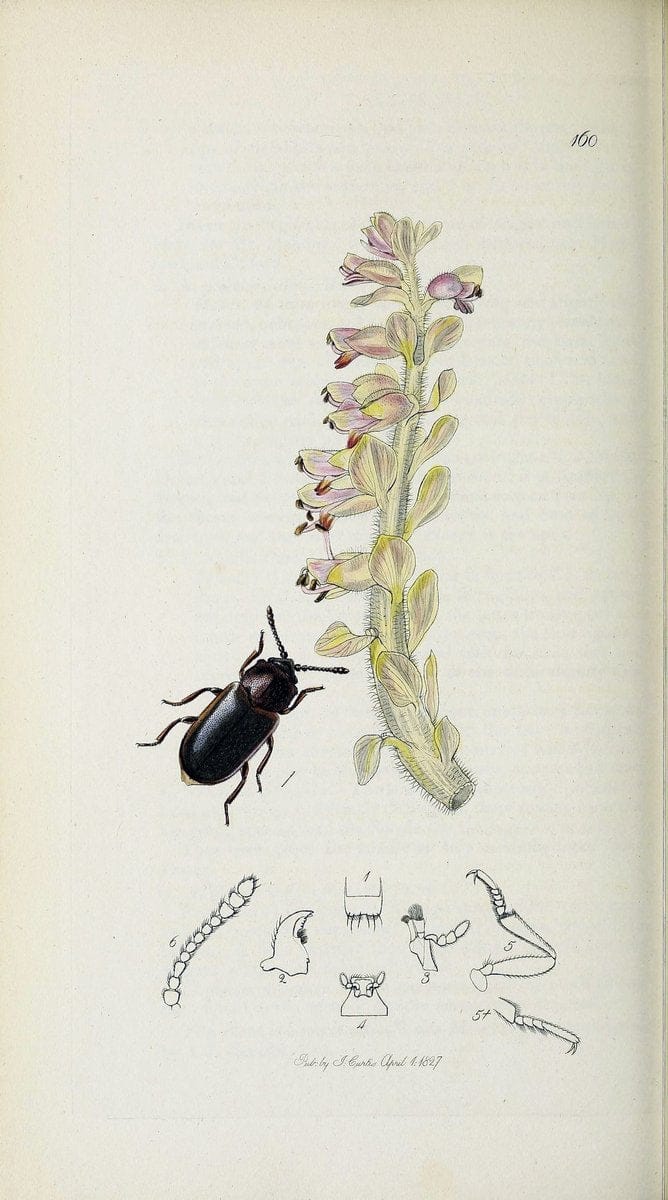 British entomology :.London,Printed for the author,1823-1840 [i.e. 1840].  | Botany "Great Britain" Insects "Pictorial works" | Vintage Print Reproduction 463879