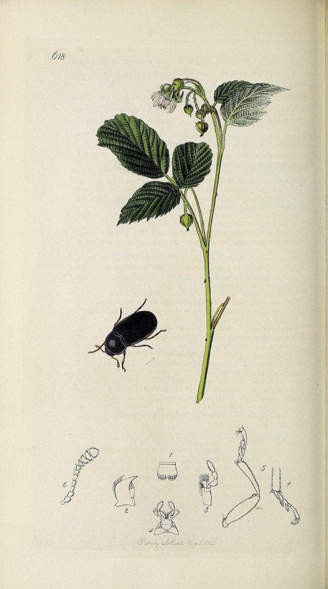 British entomology :.London,Printed for the author,1823-1840 [i.e. 1840].  | Botany "Great Britain" Insects "Pictorial works" | Vintage Print Reproduction 463880