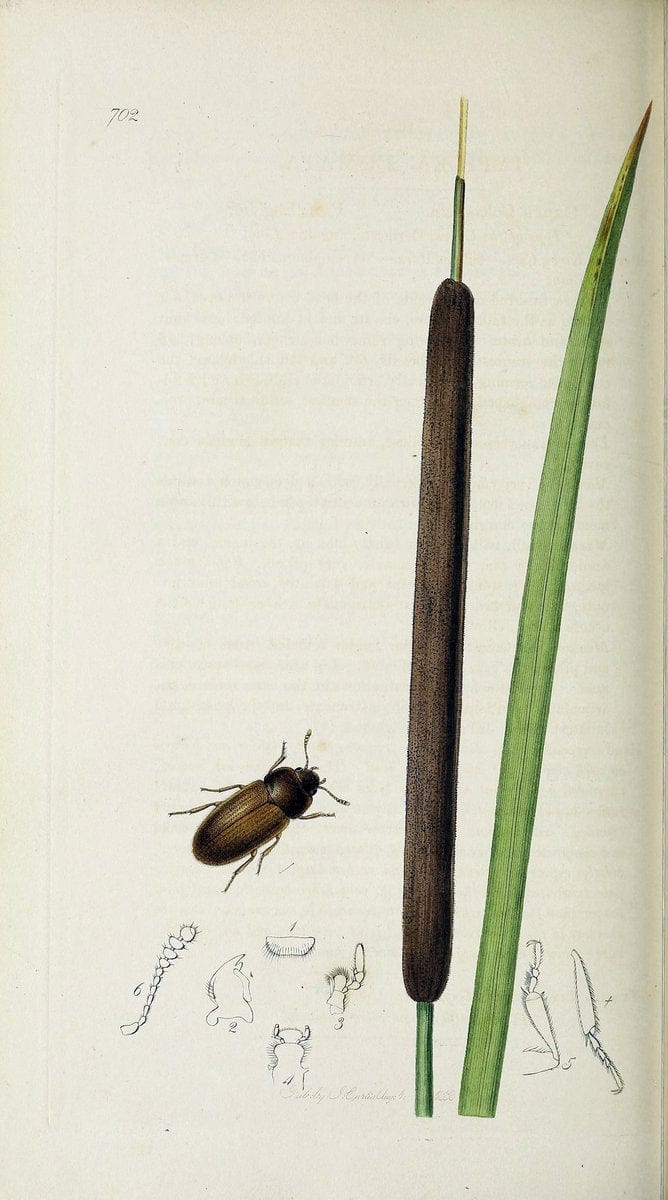 British entomology :.London,Printed for the author,1823-1840 [i.e. 1840].  | Botany "Great Britain" Insects "Pictorial works" | Vintage Print Reproduction 463881