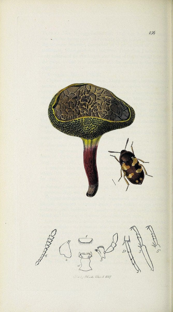 British entomology :.London,Printed for the author,1823-1840 [i.e. 1840].  | Botany "Great Britain" Insects "Pictorial works" | Vintage Print Reproduction 463882