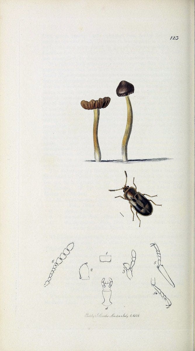 British entomology :.London,Printed for the author,1823-1840 [i.e. 1840].  | Botany "Great Britain" Insects "Pictorial works" | Vintage Print Reproduction 463883