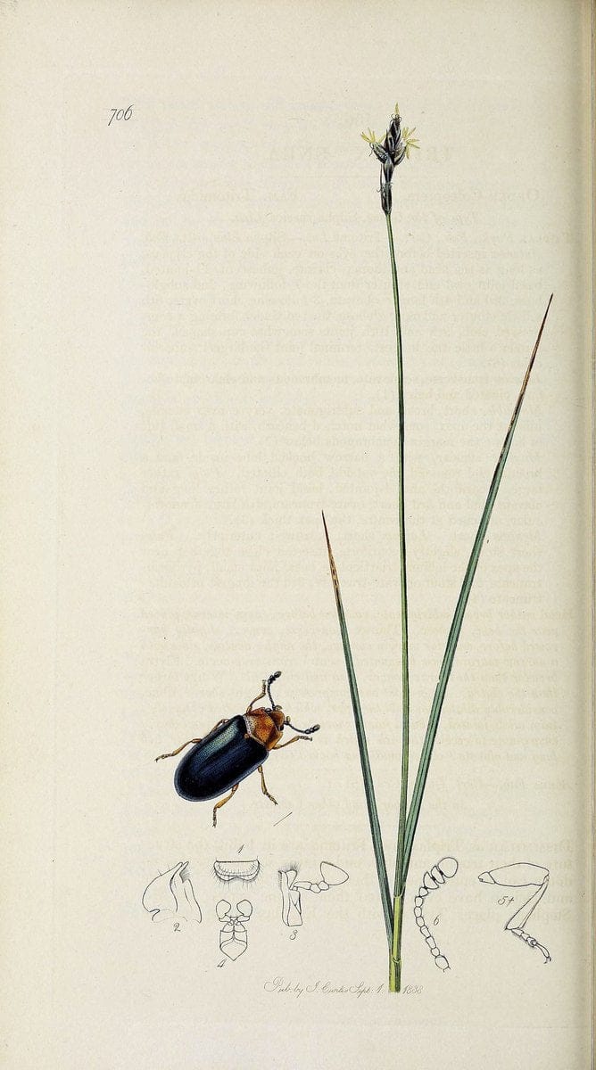 British entomology :.London,Printed for the author,1823-1840 [i.e. 1840].  | Botany "Great Britain" Insects "Pictorial works" | Vintage Print Reproduction 463884