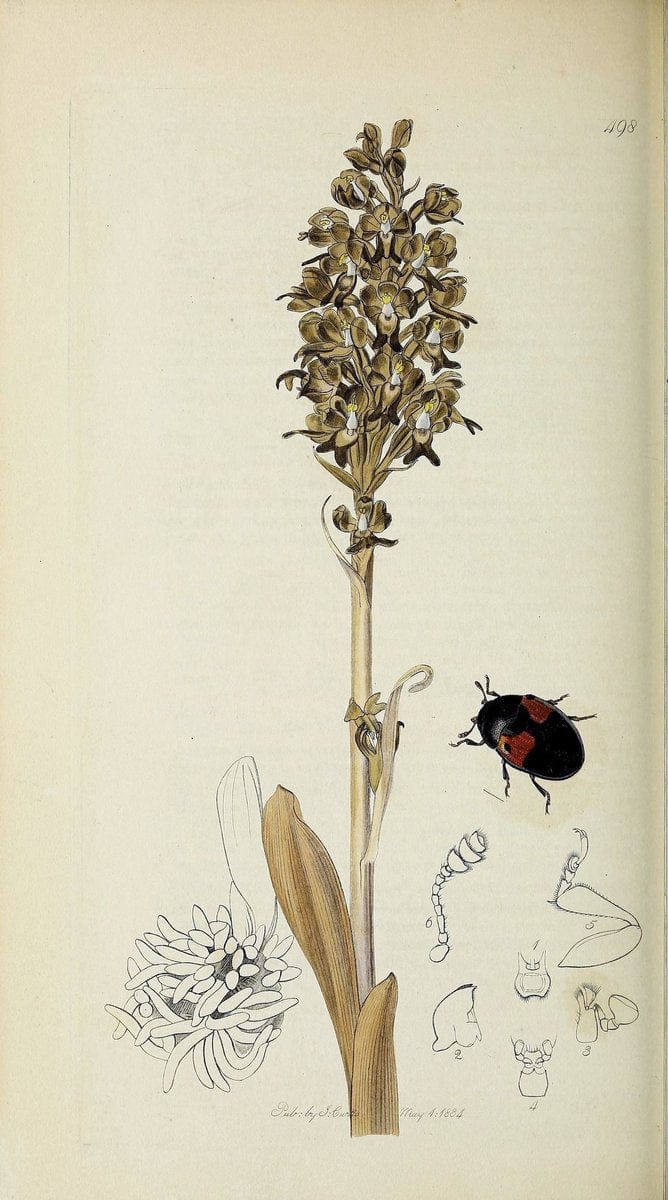 British entomology :.London,Printed for the author,1823-1840 [i.e. 1840].  | Botany "Great Britain" Insects "Pictorial works" | Vintage Print Reproduction 463885