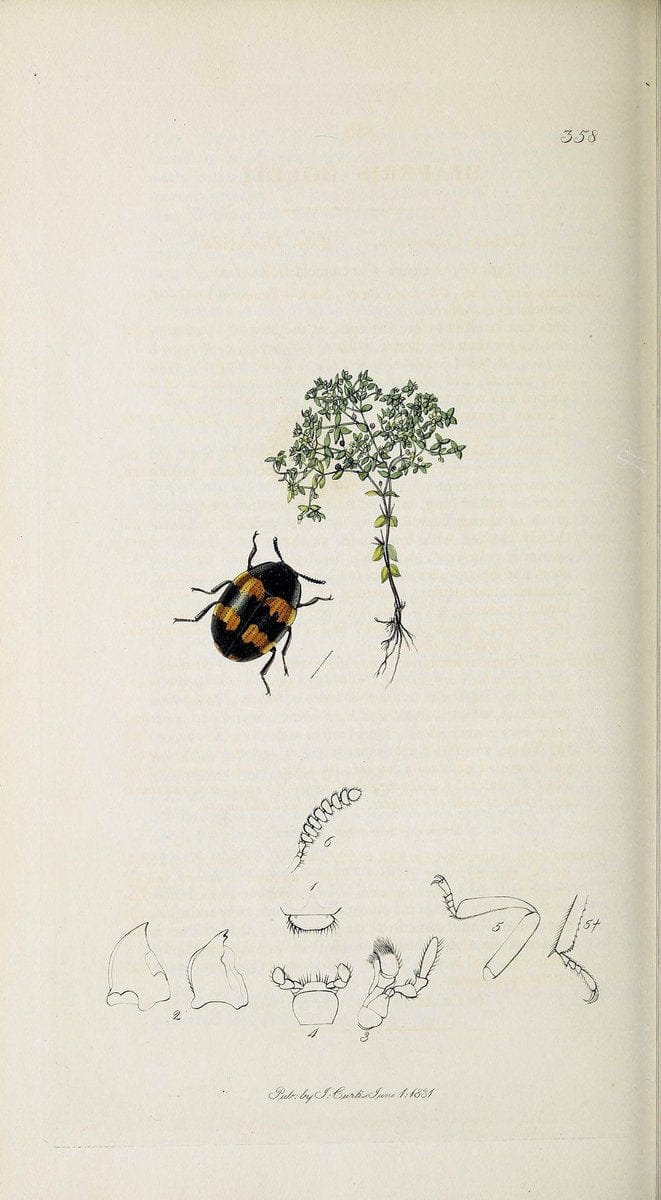 British entomology :.London,Printed for the author,1823-1840 [i.e. 1840].  | Botany "Great Britain" Insects "Pictorial works" | Vintage Print Reproduction 463886