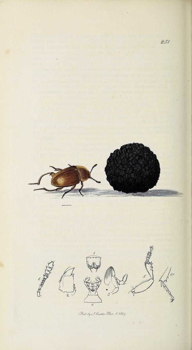 British entomology :.London,Printed for the author,1823-1840 [i.e. 1840].  | Botany "Great Britain" Insects "Pictorial works" | Vintage Print Reproduction 463887