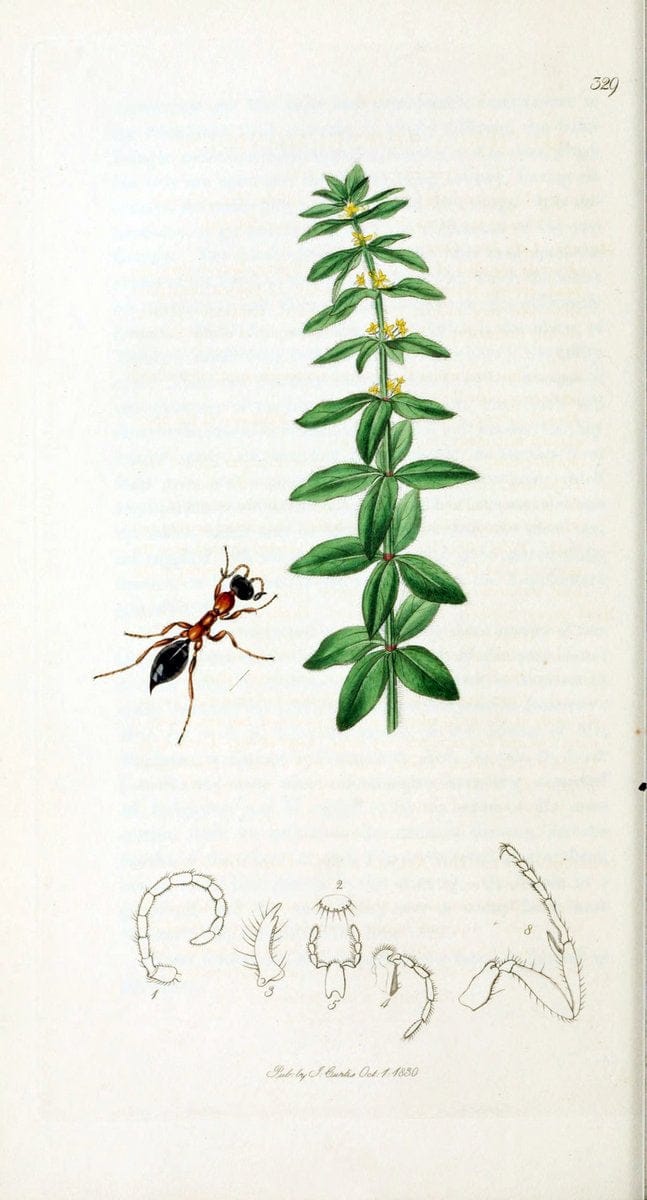 British entomology :.London,Printed for the author,1823-1840 [i.e. 1840].  | Botany "Great Britain" Insects "Pictorial works" | Vintage Print Reproduction 463888