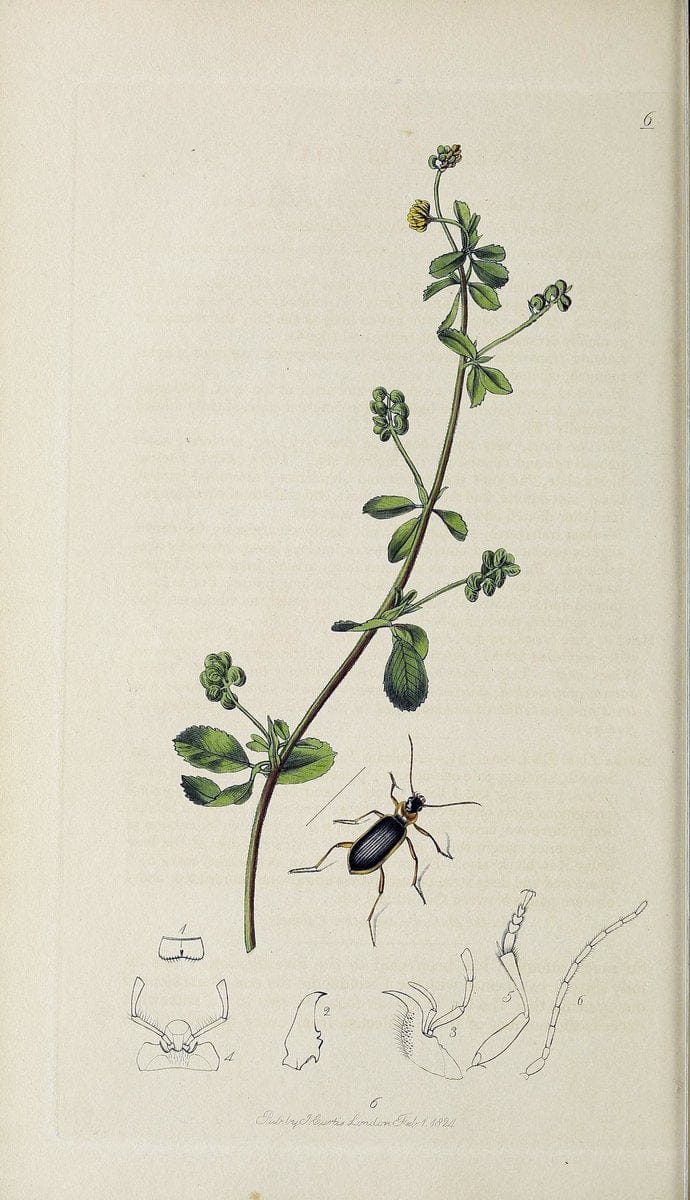 British entomology :.London,Printed for the author,1823-1840 [i.e. 1840].  | Botany "Great Britain" Insects "Pictorial works" | Vintage Print Reproduction 463889