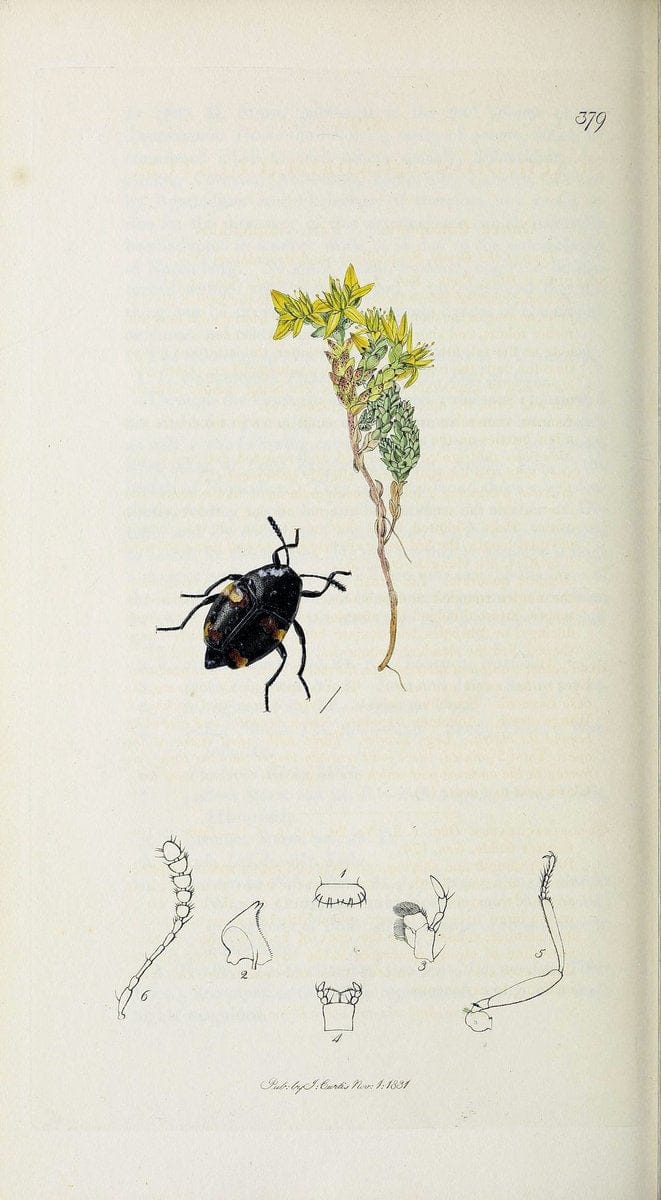 British entomology :.London,Printed for the author,1823-1840 [i.e. 1840].  | Botany "Great Britain" Insects "Pictorial works" | Vintage Print Reproduction 463890