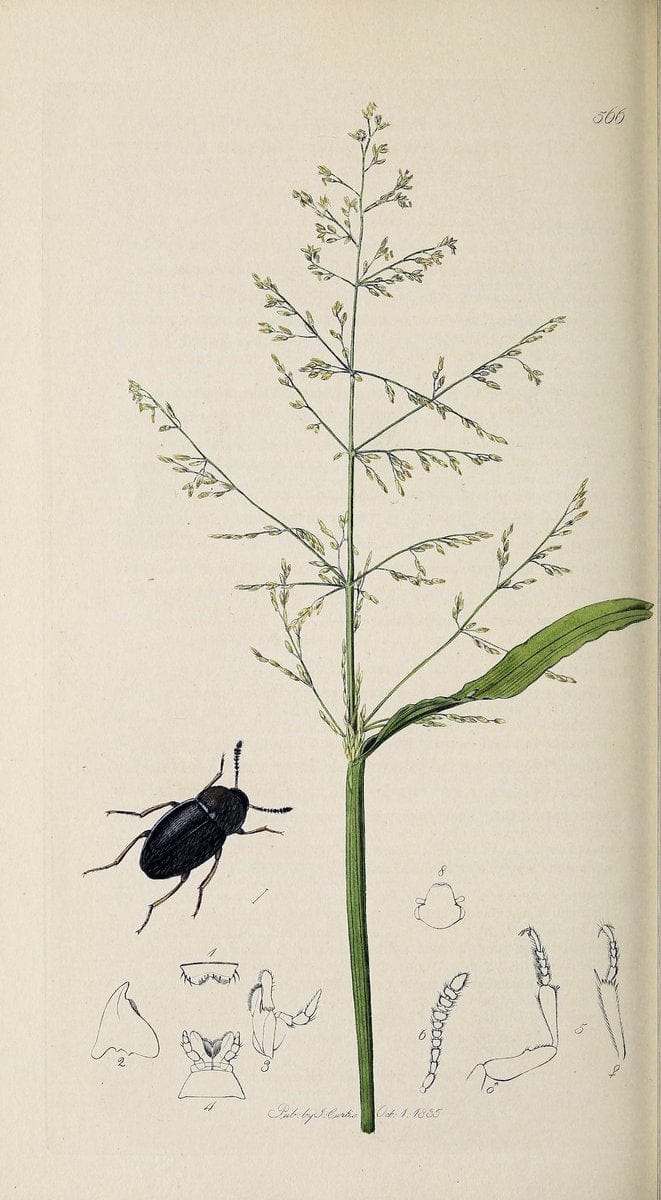 British entomology :.London,Printed for the author,1823-1840 [i.e. 1840].  | Botany "Great Britain" Insects "Pictorial works" | Vintage Print Reproduction 463891