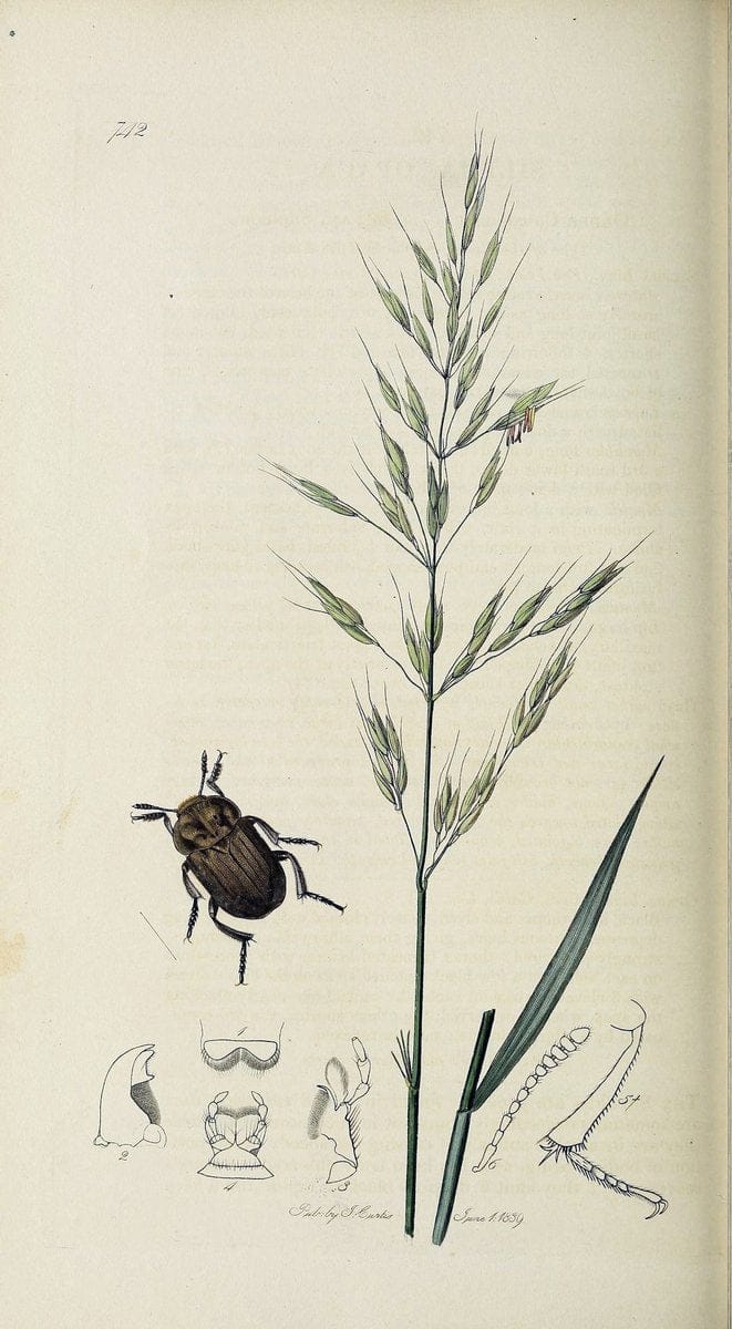 British entomology :.London,Printed for the author,1823-1840 [i.e. 1840].  | Botany "Great Britain" Insects "Pictorial works" | Vintage Print Reproduction 463892