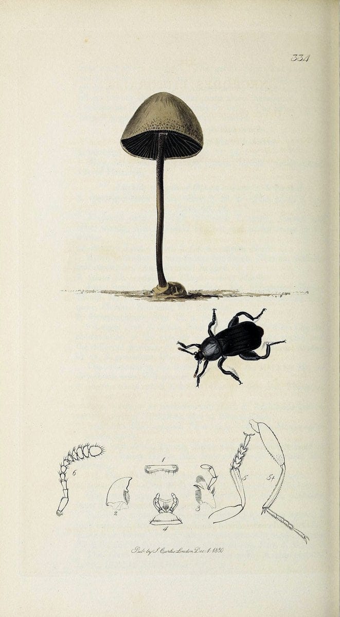 British entomology :.London,Printed for the author,1823-1840 [i.e. 1840].  | Botany "Great Britain" Insects "Pictorial works" | Vintage Print Reproduction 463893