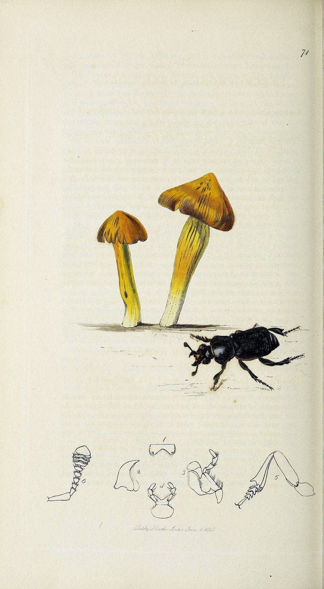 British entomology :.London,Printed for the author,1823-1840 [i.e. 1840].  | Botany "Great Britain" Insects "Pictorial works" | Vintage Print Reproduction 463894