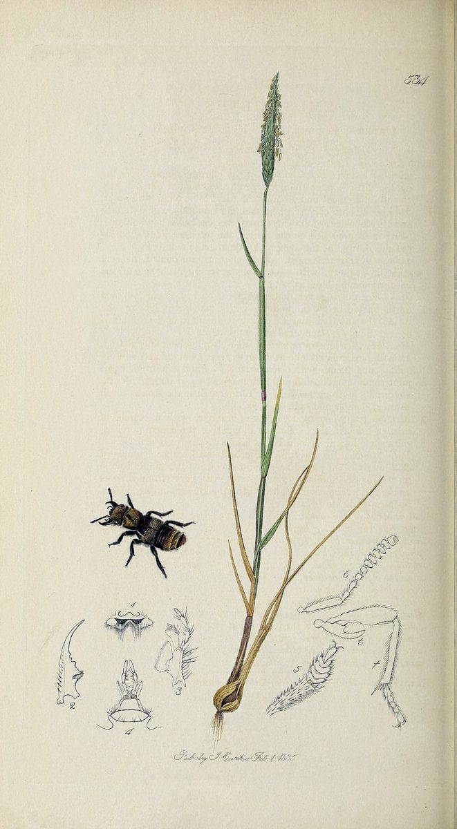 British entomology :.London,Printed for the author,1823-1840 [i.e. 1840].  | Botany "Great Britain" Insects "Pictorial works" | Vintage Print Reproduction 463895