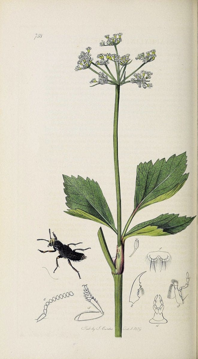 British entomology :.London,Printed for the author,1823-1840 [i.e. 1840].  | Botany "Great Britain" Insects "Pictorial works" | Vintage Print Reproduction 463896