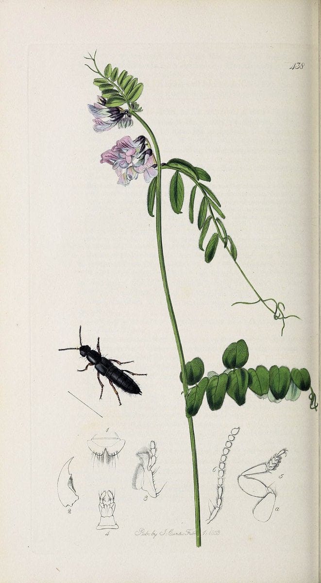 British entomology :.London,Printed for the author,1823-1840 [i.e. 1840].  | Botany "Great Britain" Insects "Pictorial works" | Vintage Print Reproduction 463897