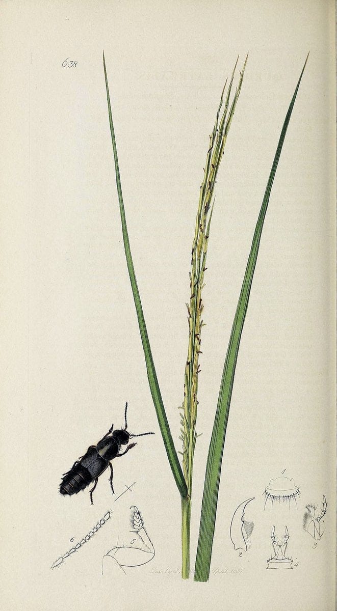 British entomology :.London,Printed for the author,1823-1840 [i.e. 1840].  | Botany "Great Britain" Insects "Pictorial works" | Vintage Print Reproduction 463898
