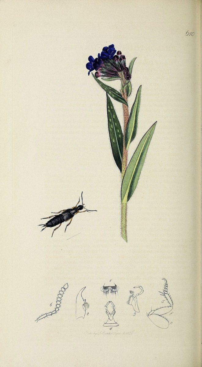 British entomology :.London,Printed for the author,1823-1840 [i.e. 1840].  | Botany "Great Britain" Insects "Pictorial works" | Vintage Print Reproduction 463899