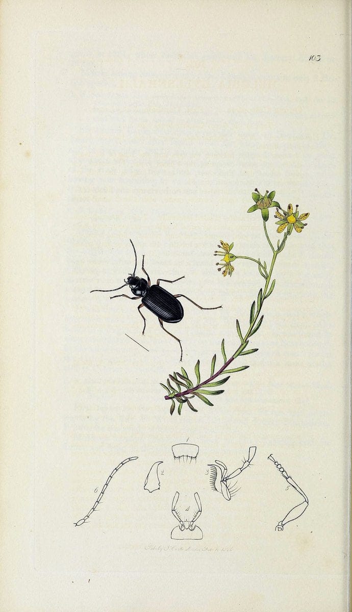 British entomology :.London,Printed for the author,1823-1840 [i.e. 1840].  | Botany "Great Britain" Insects "Pictorial works" | Vintage Print Reproduction 463900