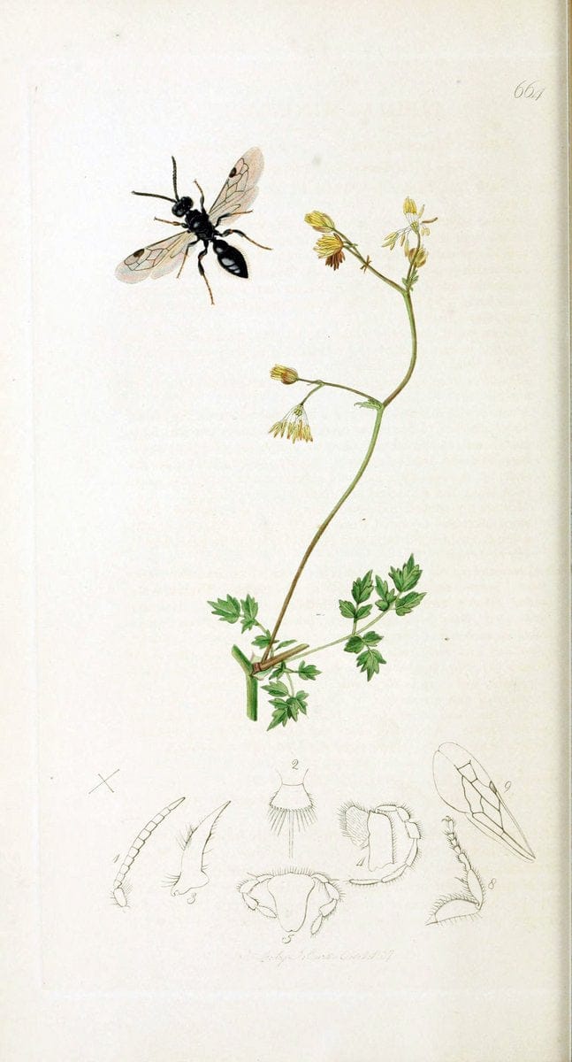 British entomology :.London,Printed for the author,1823-1840 [i.e. 1840].  | Botany "Great Britain" Insects "Pictorial works" | Vintage Print Reproduction 463901