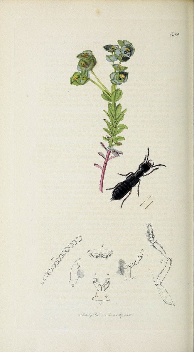 British entomology :.London,Printed for the author,1823-1840 [i.e. 1840].  | Botany "Great Britain" Insects "Pictorial works" | Vintage Print Reproduction 463902