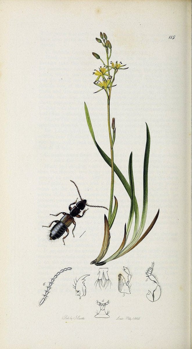 British entomology :.London,Printed for the author,1823-1840 [i.e. 1840].  | Botany "Great Britain" Insects "Pictorial works" | Vintage Print Reproduction 463903