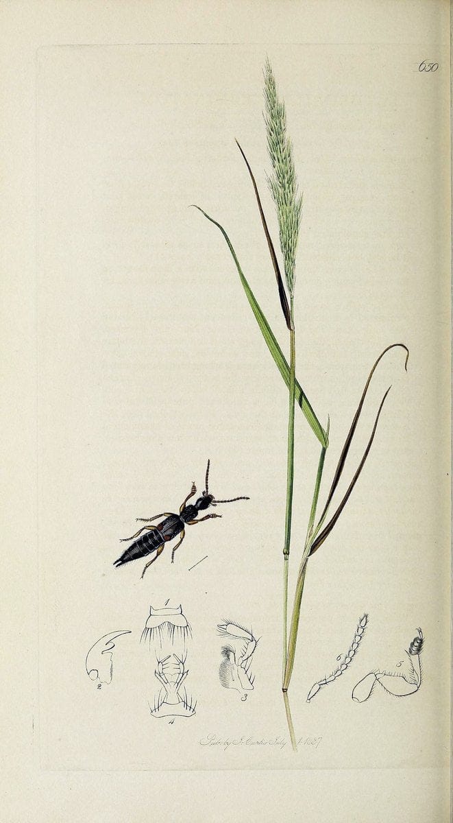 British entomology :.London,Printed for the author,1823-1840 [i.e. 1840].  | Botany "Great Britain" Insects "Pictorial works" | Vintage Print Reproduction 463904